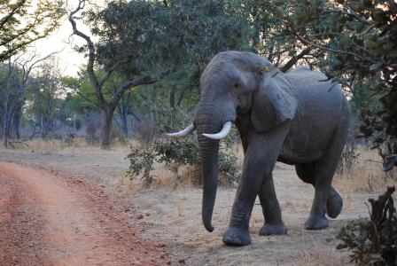 大象在南卢安瓜国家公园,赞比亚全高清壁纸和背景