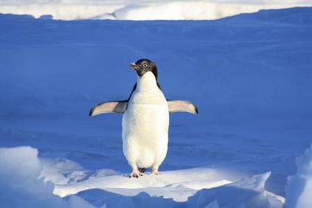 在雪4k超高清壁纸和背景的阿德利企鹅