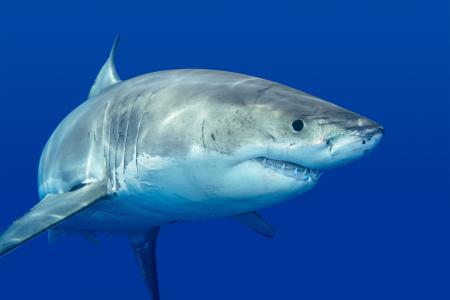 鲨鱼_外形特征_鲨鱼图片_海洋中的鱼类_软骨鱼纲动物