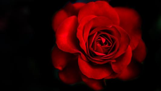 红玫瑰5k视网膜超高清壁纸和背景