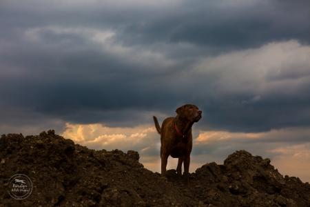 切萨皮克湾猎犬全高清壁纸和背景