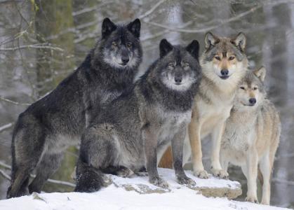 灰色和黑狼在冬季森林全高清壁纸和背景