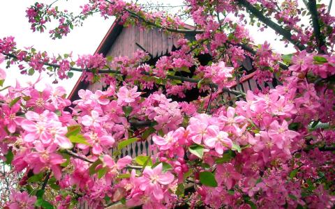 粉红色的开花树全高清壁纸和背景