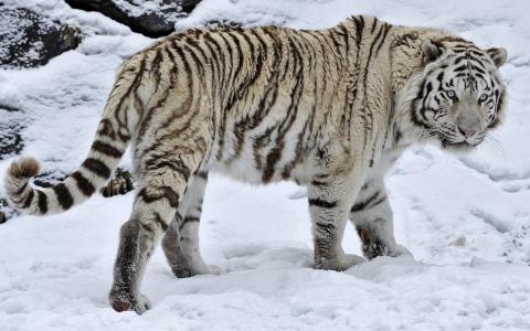 白老虎在雪全高清壁纸和背景