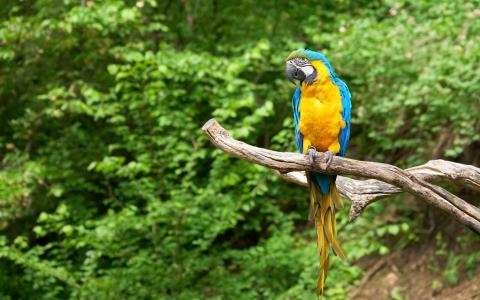 蓝色和黄色的金刚鹦鹉全高清壁纸和背景