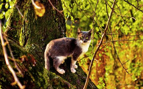 猫在秋季树4k超高清壁纸和背景