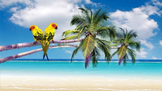热带海滩上的棕榈树上的鹦鹉全高清壁纸和背景