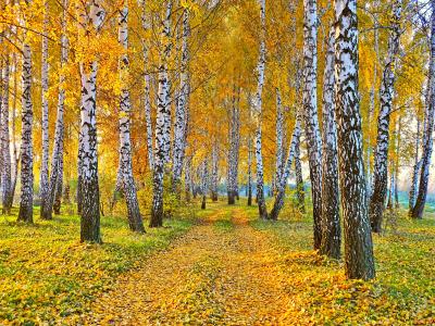 桦木森林在秋天4k超高清壁纸和背景