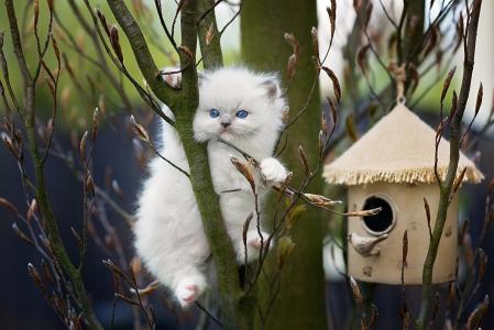 小猫在树全高清壁纸和背景