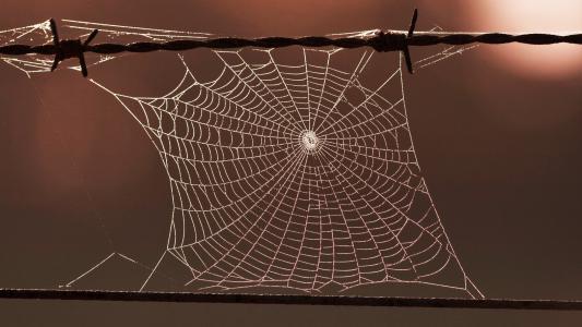 在铁丝网上的蜘蛛网全高清壁纸和背景