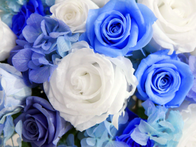 白色和蓝色的玫瑰全高清壁纸和背景图像