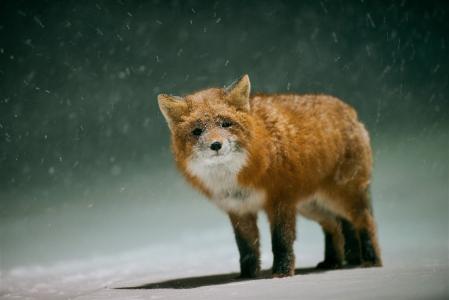 红狐不喜欢雪全高清壁纸和背景
