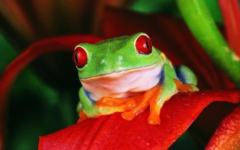 红眼睛的树蛙全高清壁纸和背景
