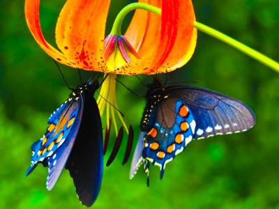漂亮的蝴蝶,花全高清壁纸和背景