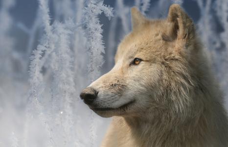白狼在冬季全高清壁纸和背景