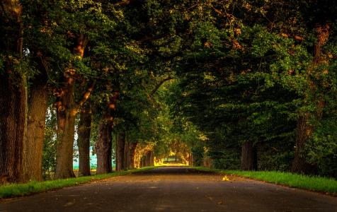 绿树成荫的道路4k超高清壁纸和背景图像