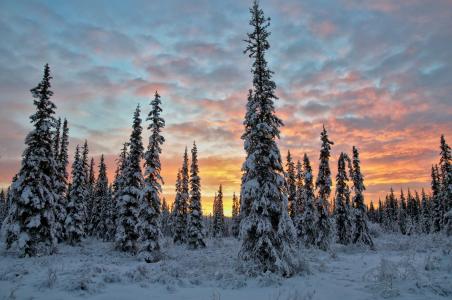 在白雪皑皑的森林全高清壁纸和背景图像的日落云