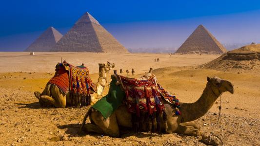 骆驼全高清壁纸和背景