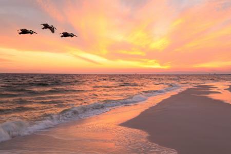 鹈鹕在日落时飞过海滩全高清壁纸和背景