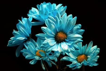 蓝色的雏菊全高清壁纸和背景