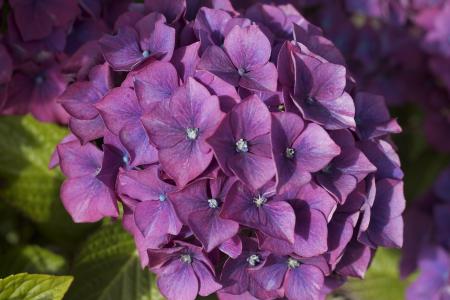 紫色的八仙花属4k超高清壁纸和背景图像