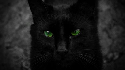 绿眼黑猫全高清壁纸和背景
