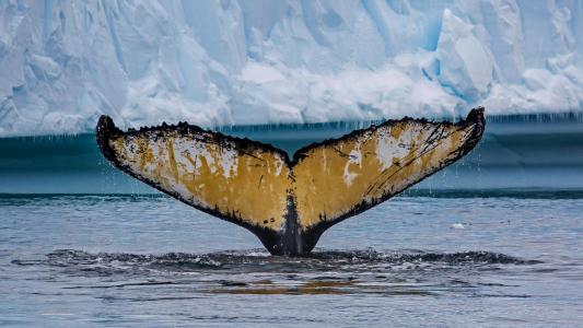 鲸的尾巴全高清壁纸和背景