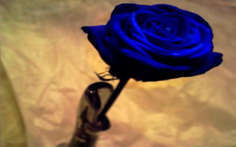 蓝色玫瑰全高清壁纸和背景图像