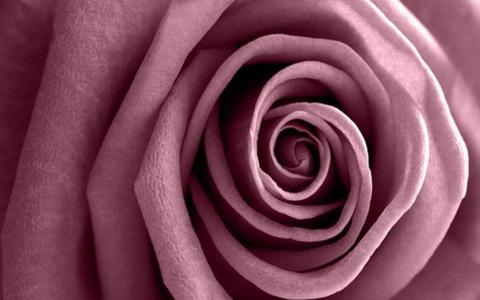 淡紫色玫瑰墙纸和背景图像