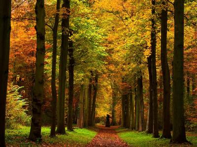 秋季森林路径壁纸和背景图像