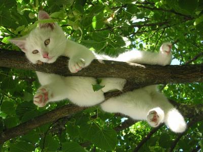 白色的猫在树全高清壁纸和背景放松