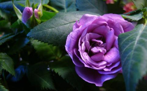 紫色的玫瑰全高清壁纸和背景