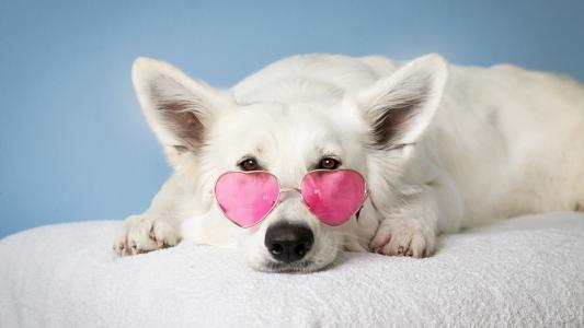 带粉色墨镜的狗狗