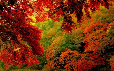 秋天的树木全高清壁纸和背景