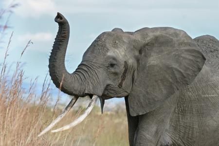 非洲大象4k超高清壁纸和背景