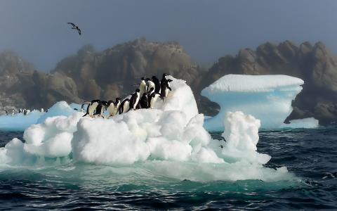 冰山上的阿德力企鹅全高清壁纸和背景