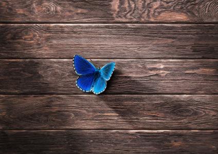 蓝色蝴蝶全高清壁纸和背景