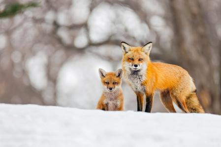 红狐狸和她的崽在冬季全高清壁纸和背景
