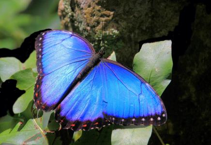 色彩鲜艳的黑框蓝闪蝶