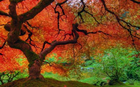 日本花园全高清壁纸和背景的秋天一棵树