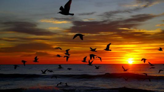 日落时海上的海鸥全高清壁纸和背景