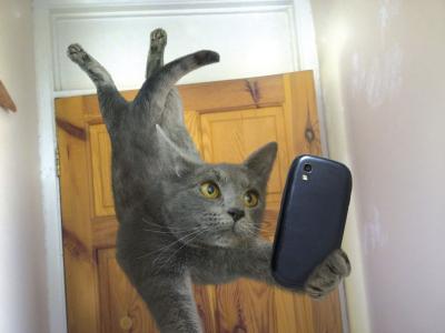 猫采取selfies 4k超高清壁纸和背景图像