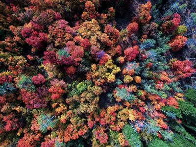 秋季森林4k超高清壁纸和背景的鸟瞰图