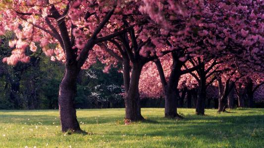 粉红色的树木,在春季全高清壁纸和背景