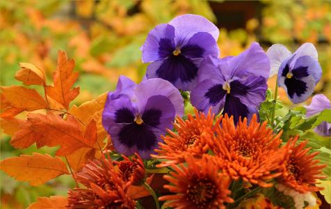 秋天的三色紫罗兰全高清壁纸和背景