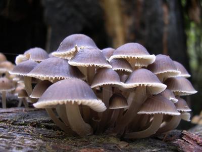 蘑菇壁纸和背景