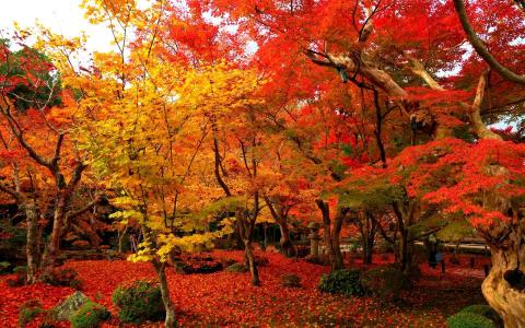 秋天的树木,公园全高清壁纸和背景