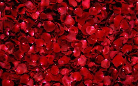 红玫瑰鲜花花瓣全高清壁纸和背景图像