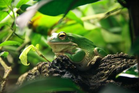 白嘴唇的树蛙4k超高清壁纸和背景