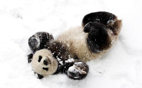 熊猫爱雪高清壁纸和背景